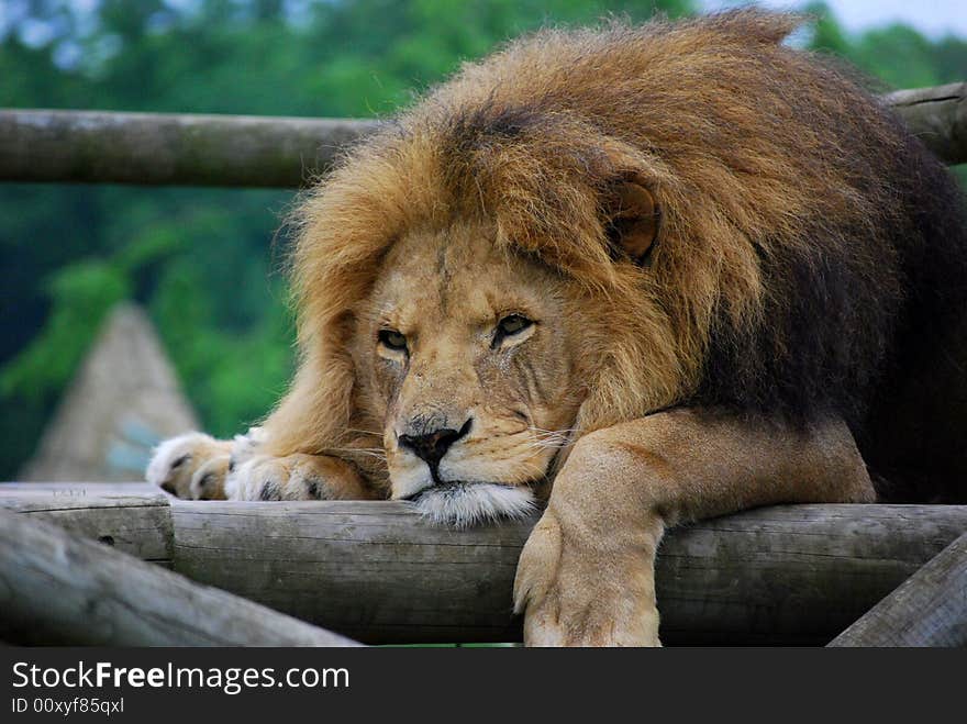 Close up shot of a lion lazing in the sun. Close up shot of a lion lazing in the sun