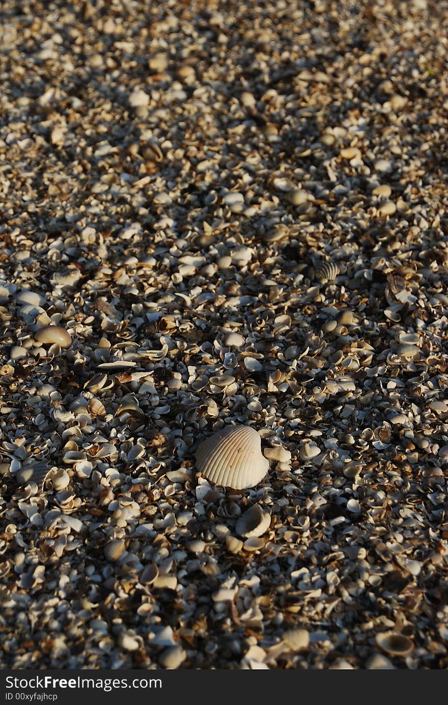 A photo of sea shells at the beach.