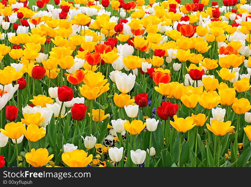 Beautiful tulips in the park