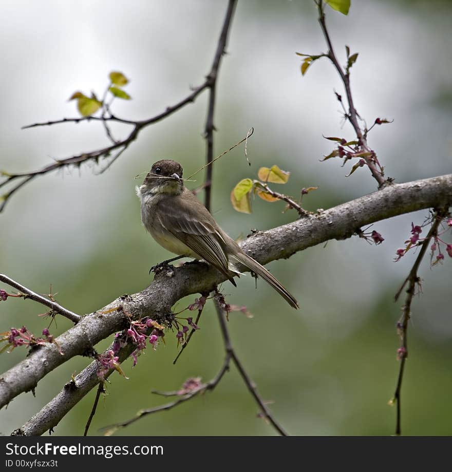 Flycatcher