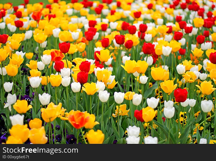 Beautiful tulips in the park