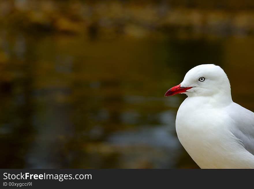 A Silver Gull (Larus novaehollandiae) looking in to the image from the right. Space for text on the out-of-focus water background.