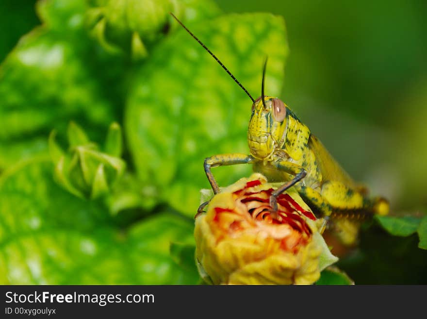 A picture of yellow grasshopper at hibiscus flower.