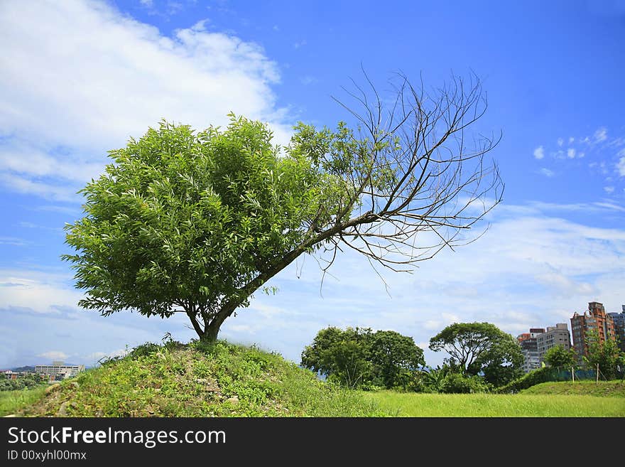 Tree and blue sky