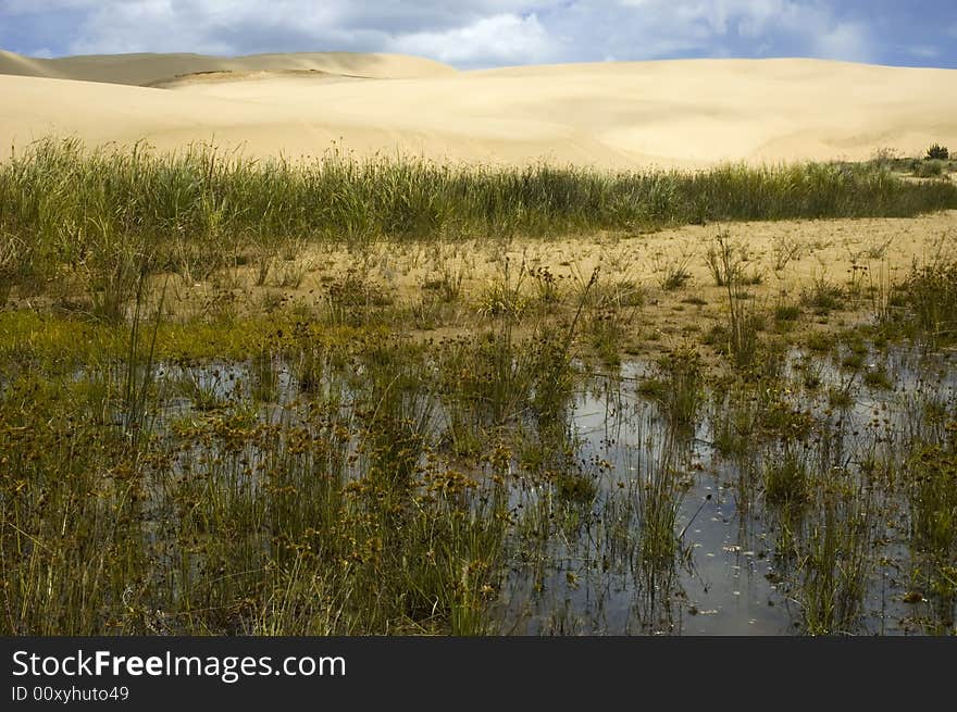 Swamp lake in the middle of desert. Giant Dune in New Zealand. Swamp lake in the middle of desert. Giant Dune in New Zealand