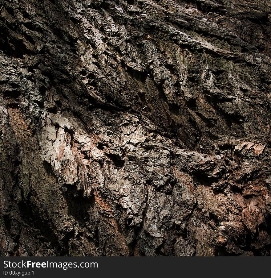 Textured of a wooden bark.