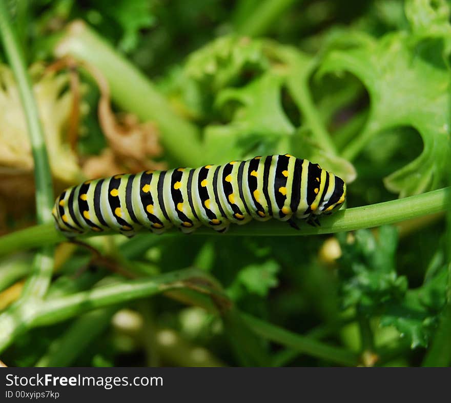 Caterpillar-Soon To Be A Butterfly