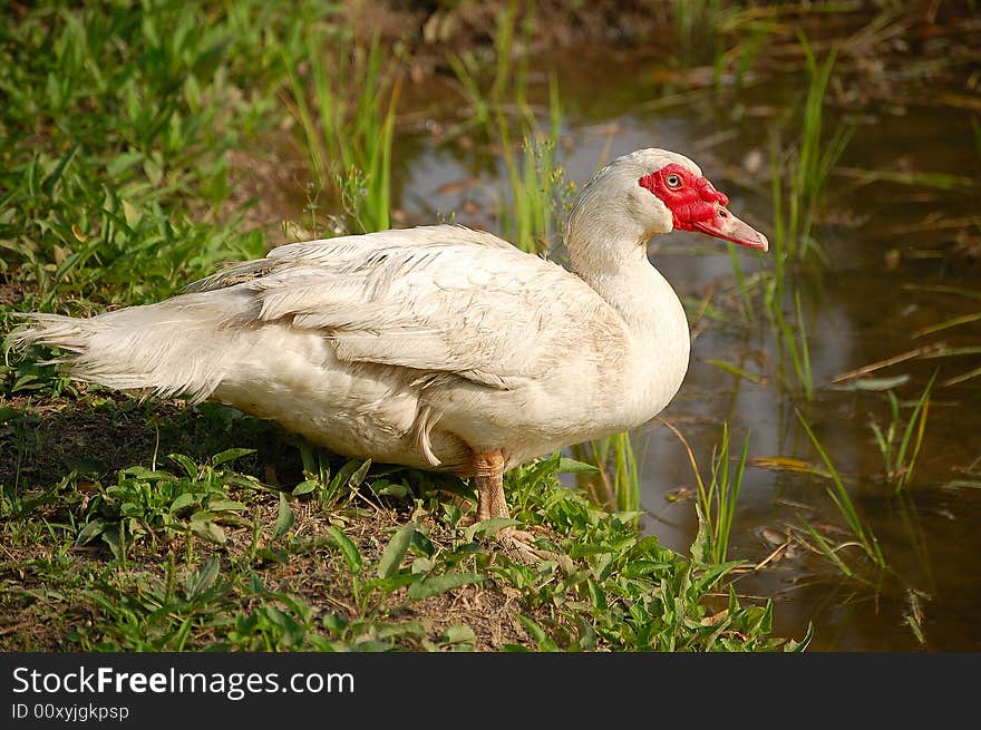 Muscovy duck