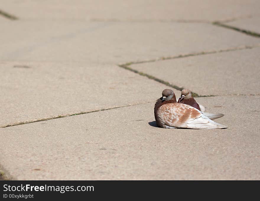 Two doves sitting, urban background. Two doves sitting, urban background