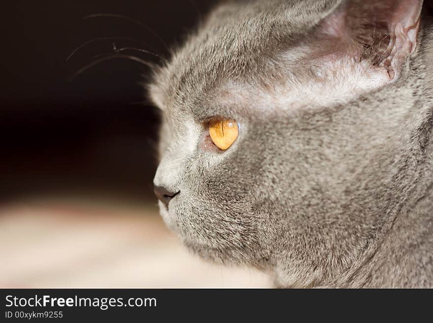 Side view of a thoroughbred cat. Side view of a thoroughbred cat