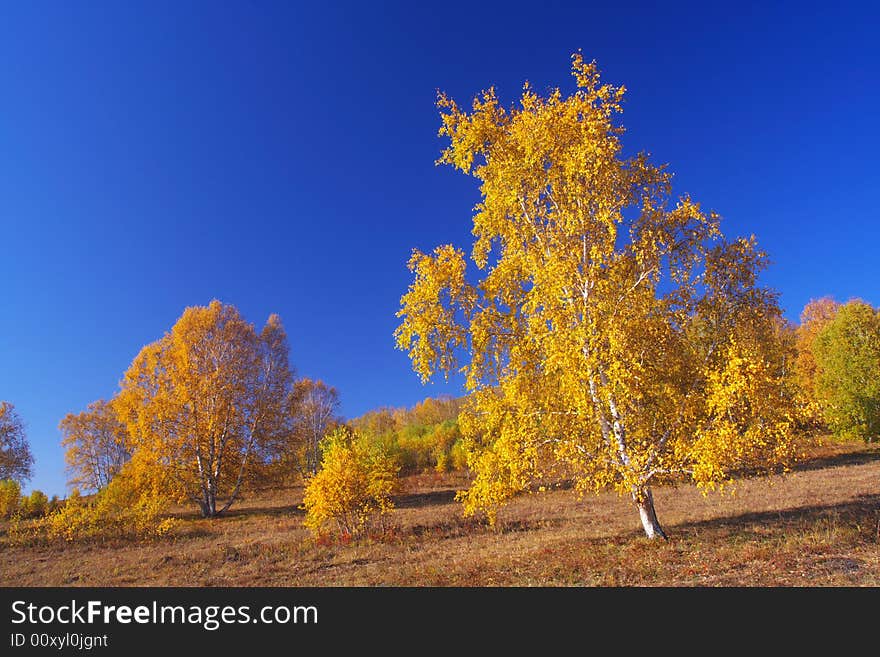 Golden silver birch