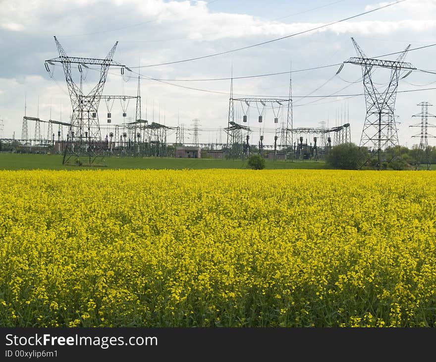 Rape field