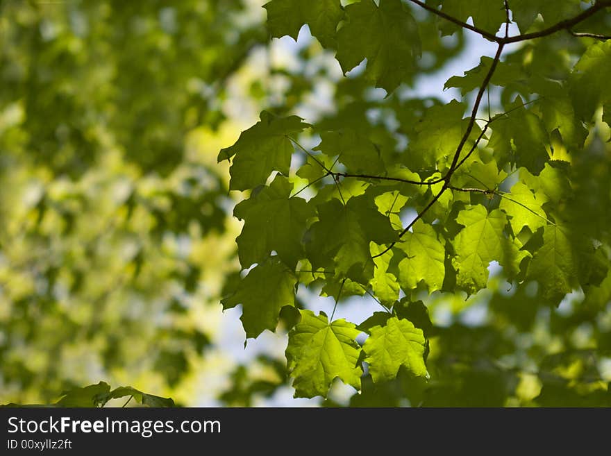 Sunlight coming through marple tree crown. Sunlight coming through marple tree crown