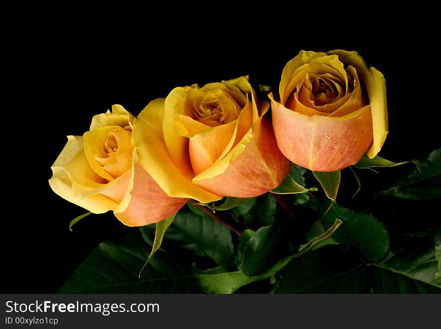 Three orange roses on black background