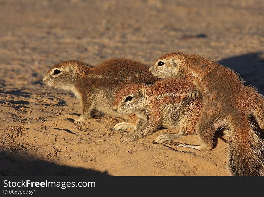 Ground squirrels giving each other a group hug to stay warm. Ground squirrels giving each other a group hug to stay warm