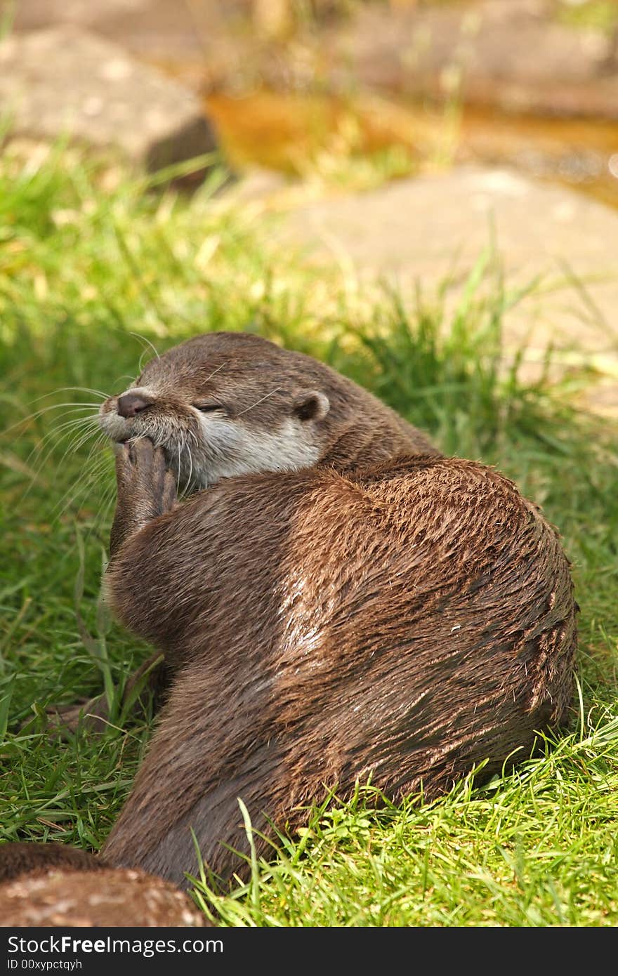 Otter