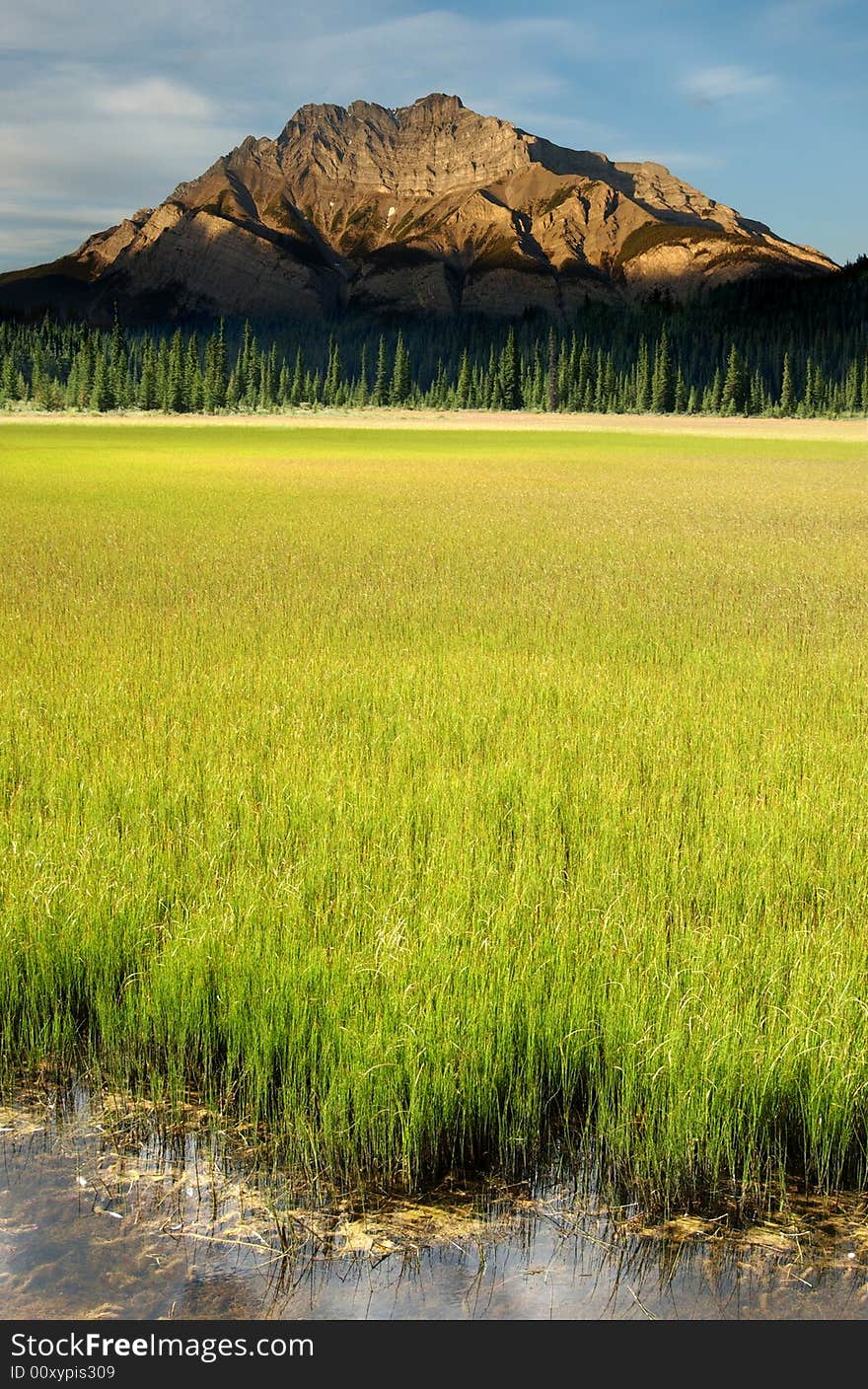 Green Meadow with Mountain in Background