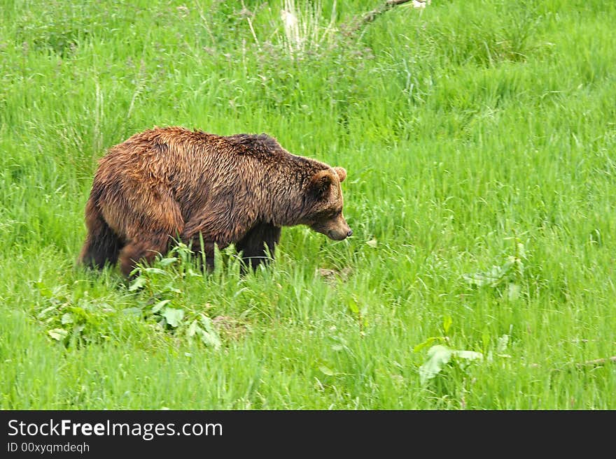 European Brown Bear