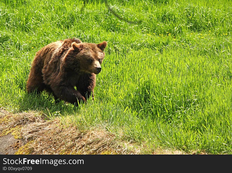 European Brown Bear