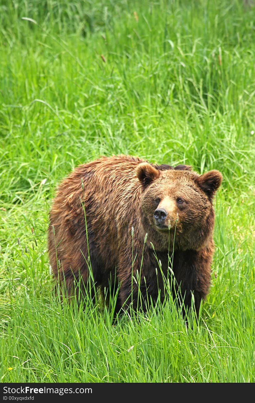 European Brown Bear