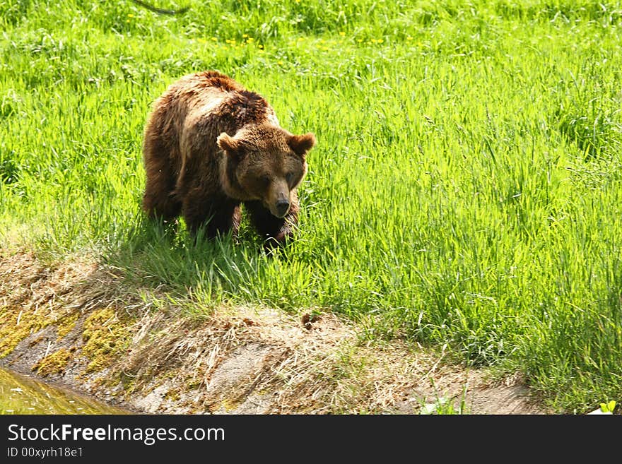 European Brown Bear