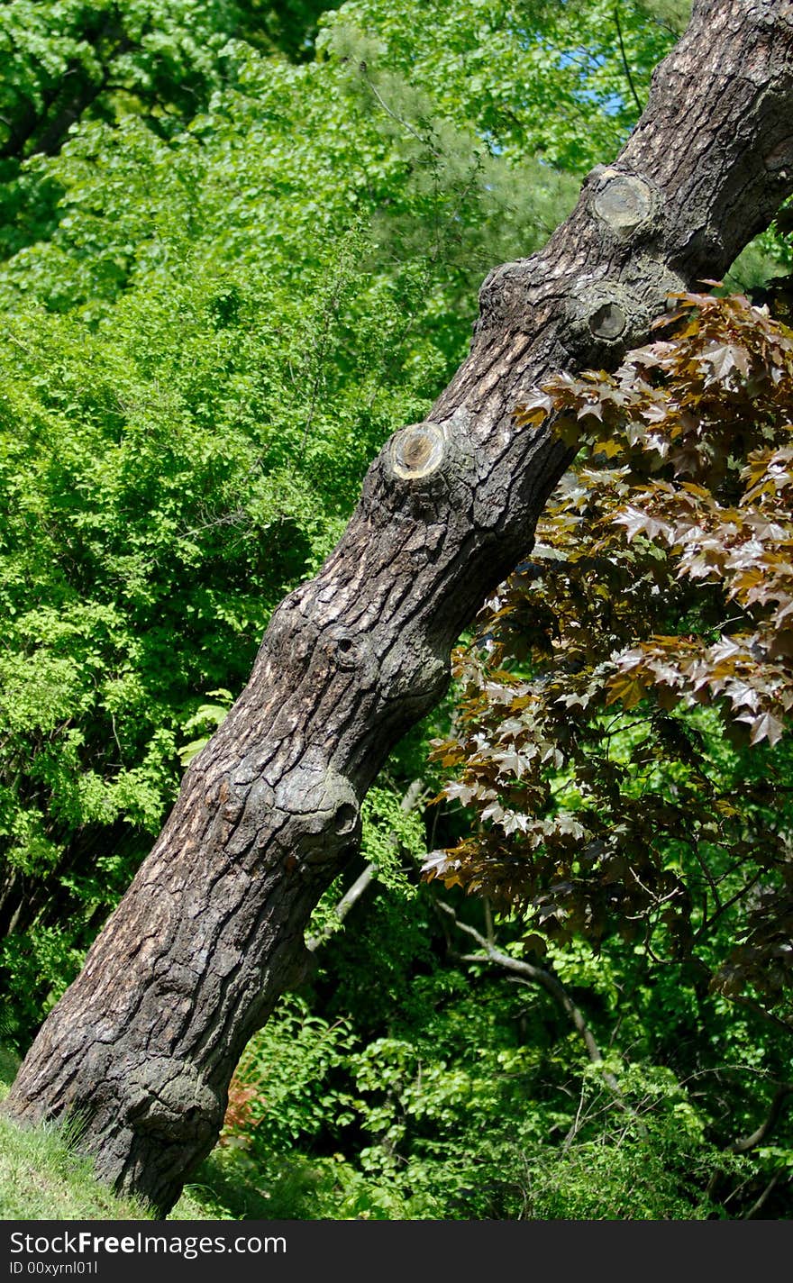 Composition with the snagged stem of pine tree