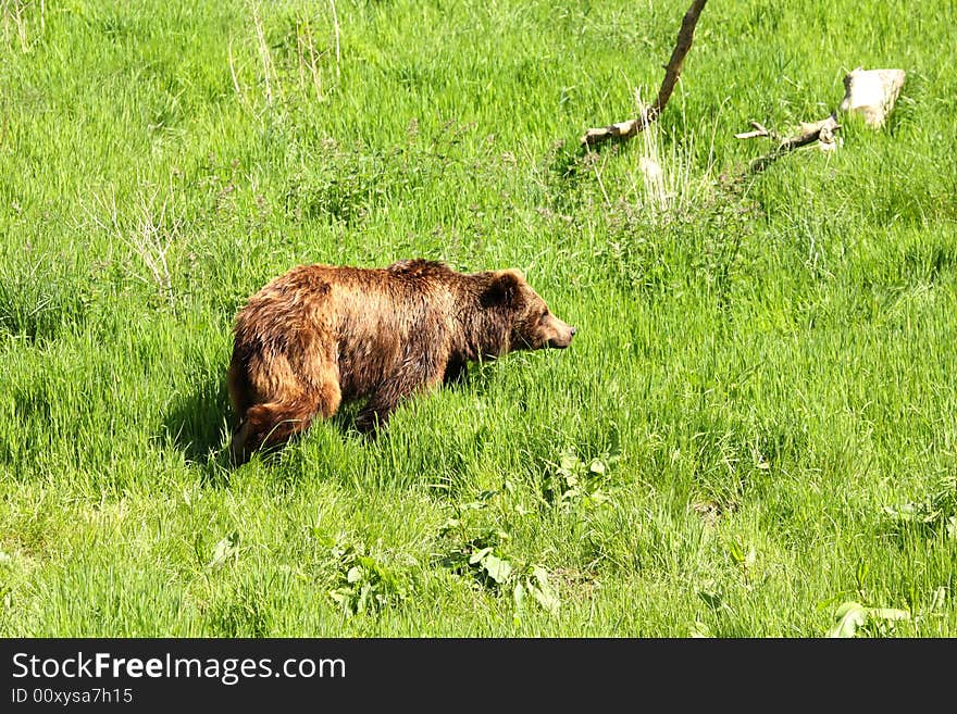 European Brown Bear