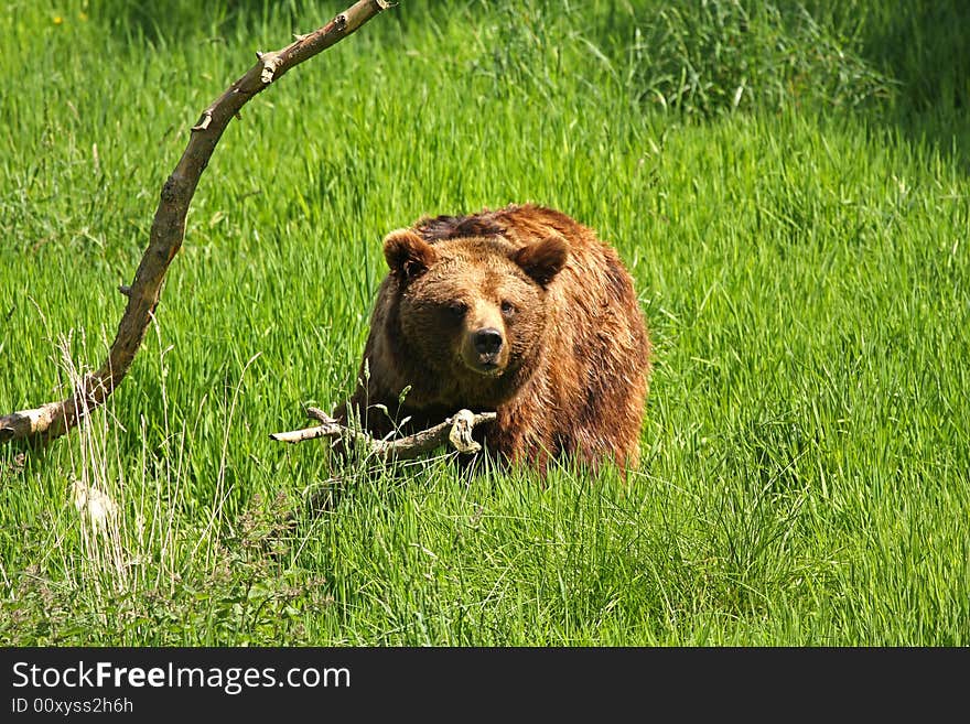 European Brown Bear