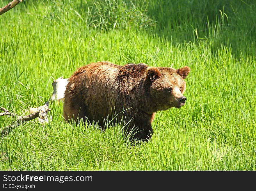 European Brown Bear