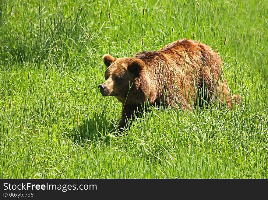 European Brown Bear