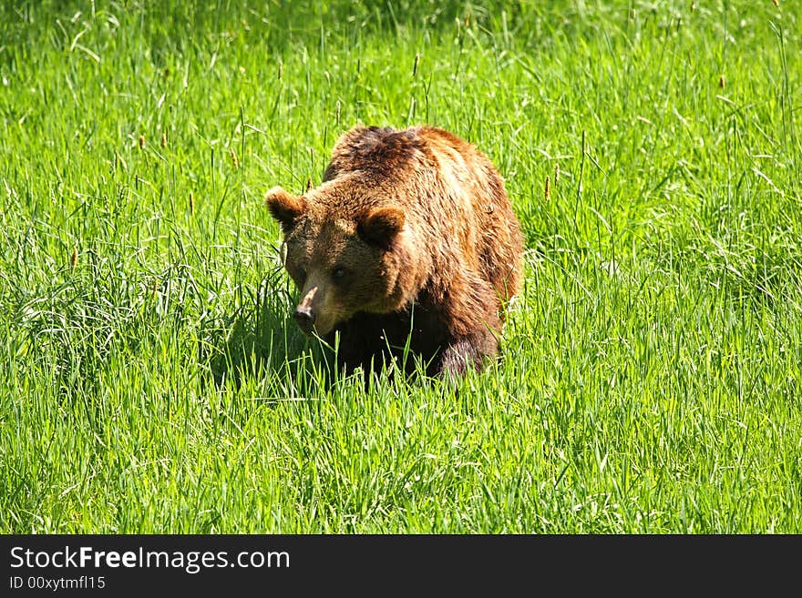 European Brown Bear