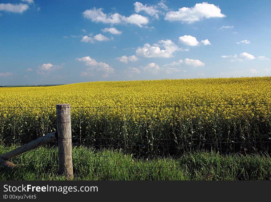 Golden Field of Canola with Blue Sky, White Clouds and Barbed Wire Fence. Golden Field of Canola with Blue Sky, White Clouds and Barbed Wire Fence