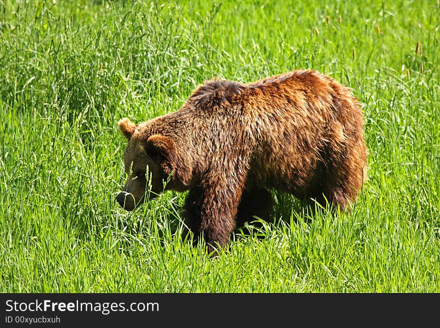 European Brown Bear