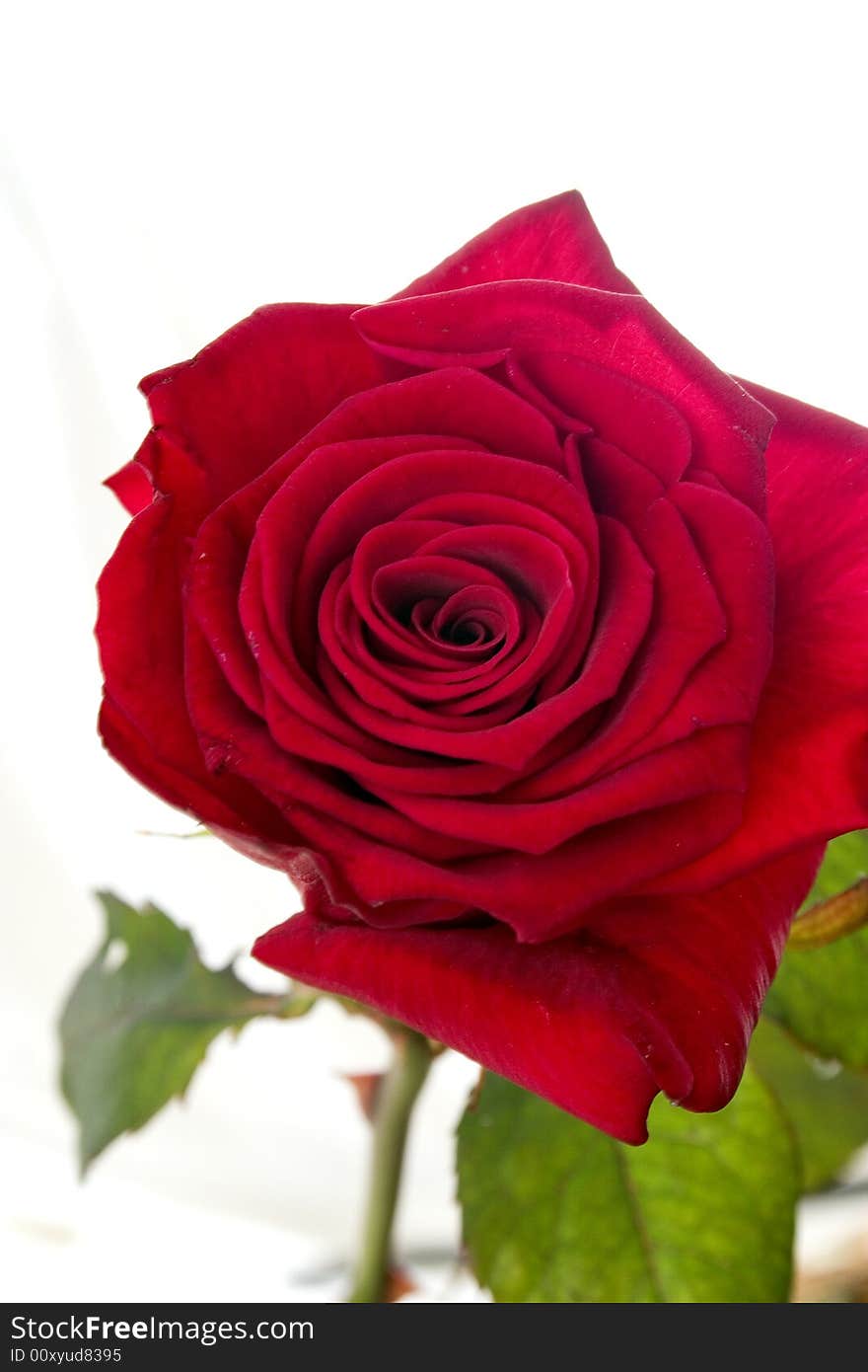 Red rose on white background