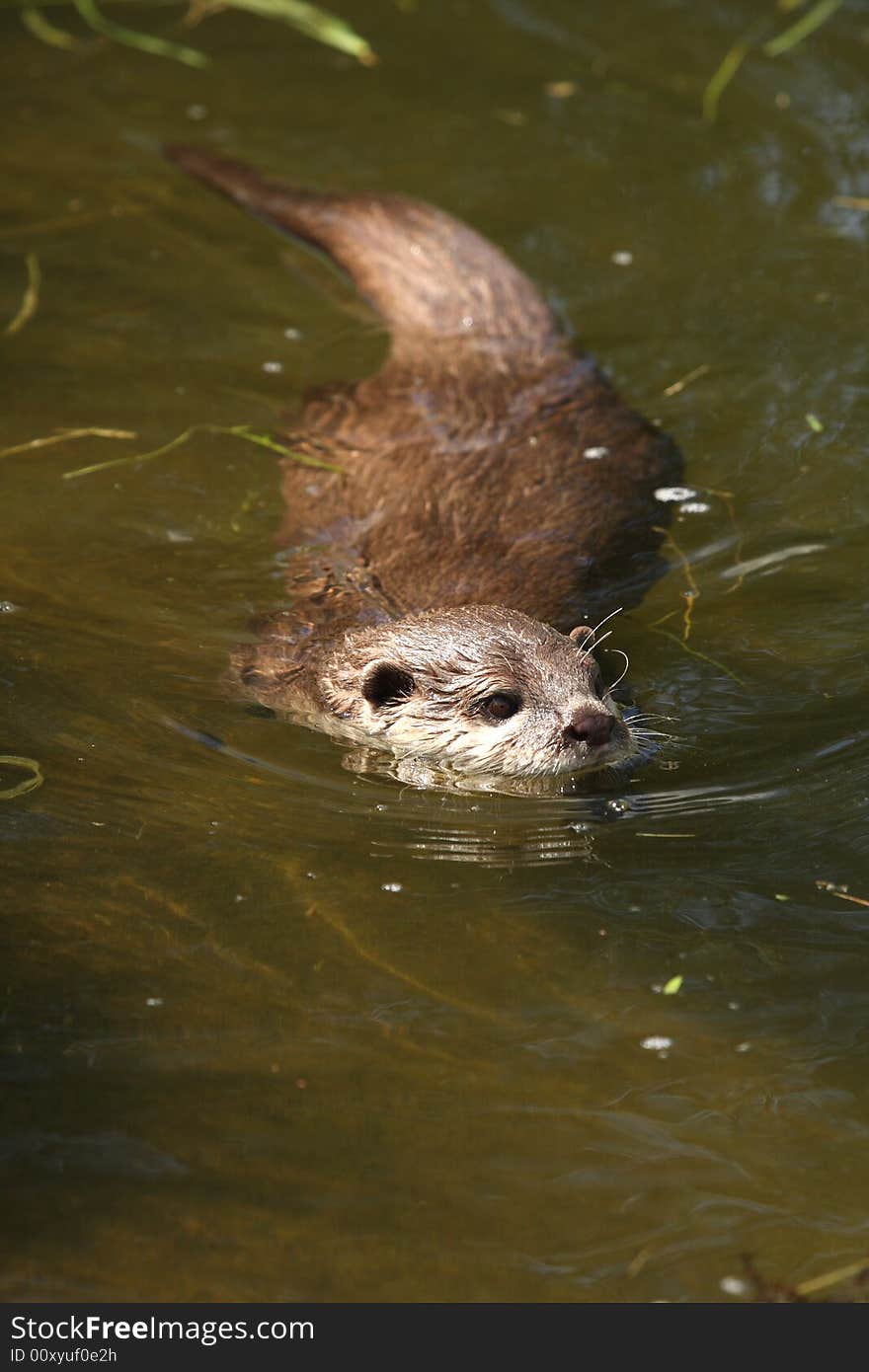 Photo of a Asian Short Clawed Otter. Photo of a Asian Short Clawed Otter