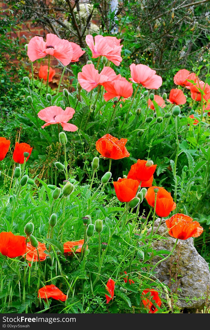 Poppies