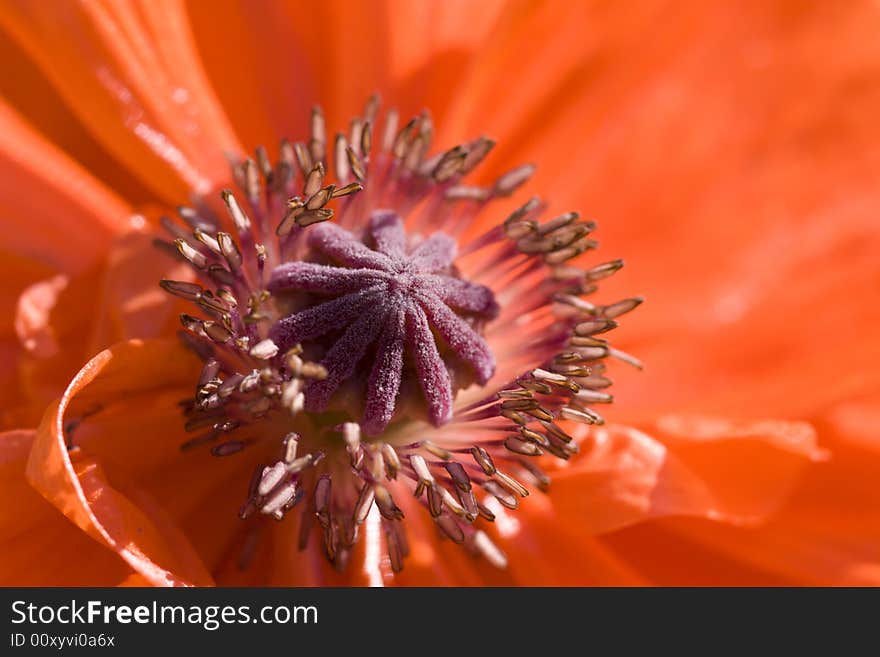 Close-up view of poppy flower interior