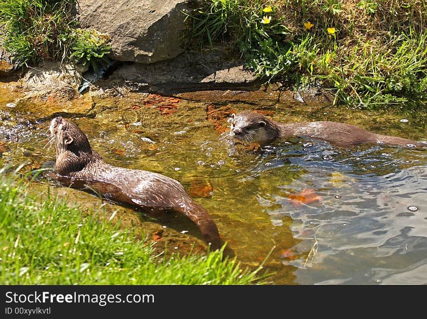 Photo of a Asian Short Clawed Otter. Photo of a Asian Short Clawed Otter