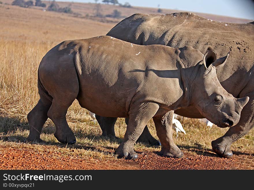 Rhino And Motherwalking In The Field