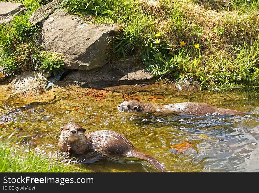 Photo of a Asian Short Clawed Otter. Photo of a Asian Short Clawed Otter