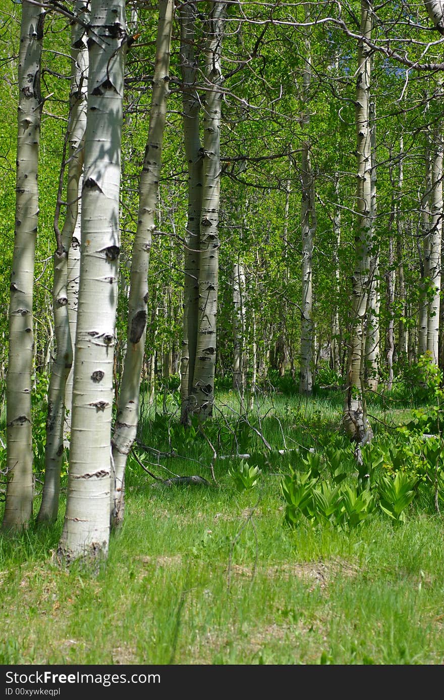 Aspen Trees In Spring