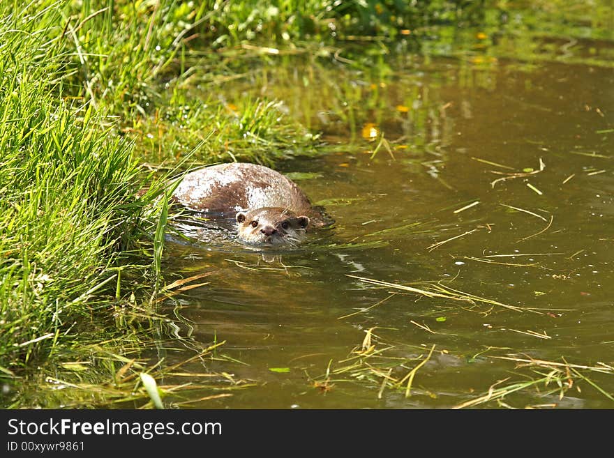 Photo of a Asian Short Clawed Otter. Photo of a Asian Short Clawed Otter