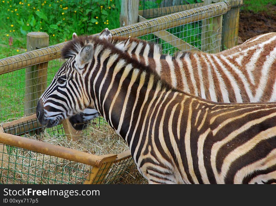 Zebras feeding