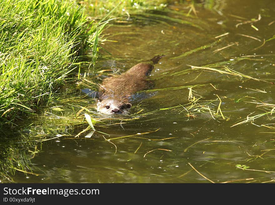 Photo of a Asian Short Clawed Otter. Photo of a Asian Short Clawed Otter