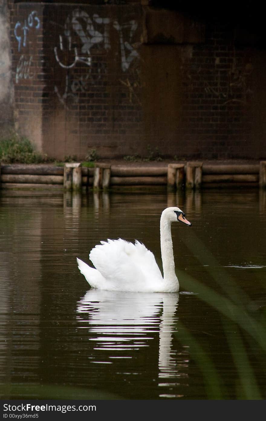 White swan in a creek with graffiti on a wall in the background.