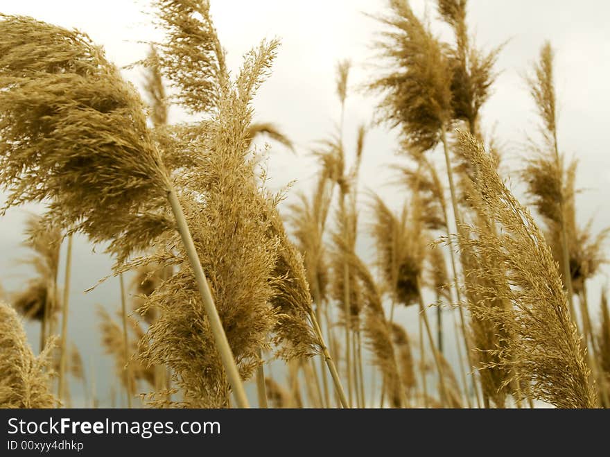 Tall Grasses