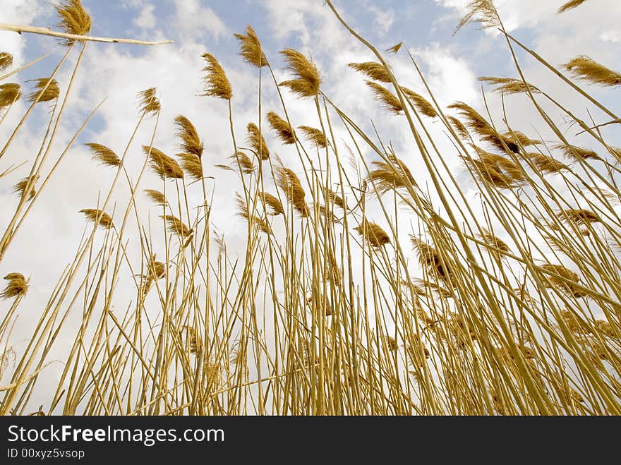Close up of tall grasses against blue sky reaching for the sky and growing tall