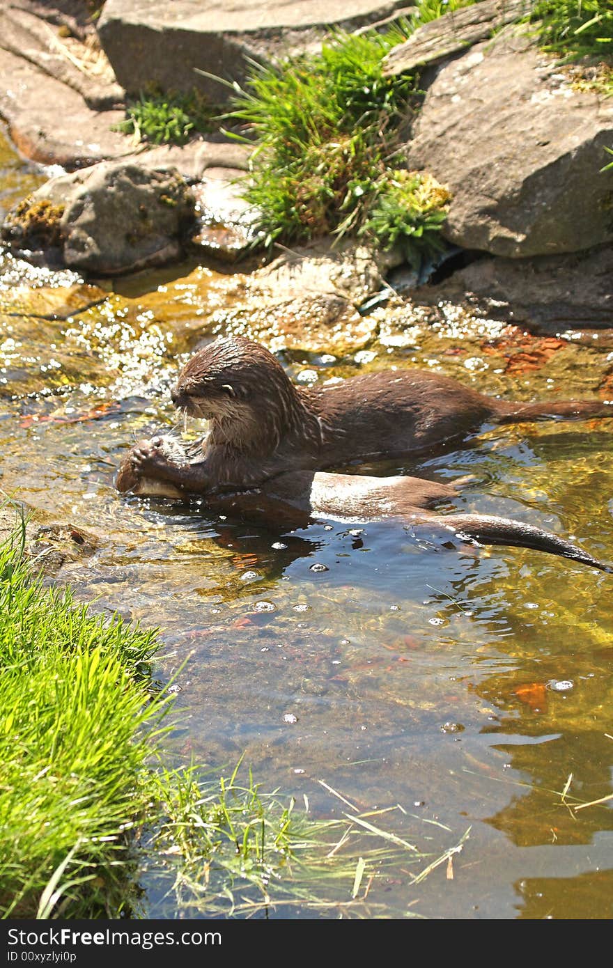 Photo of a Asian Short Clawed Otter. Photo of a Asian Short Clawed Otter