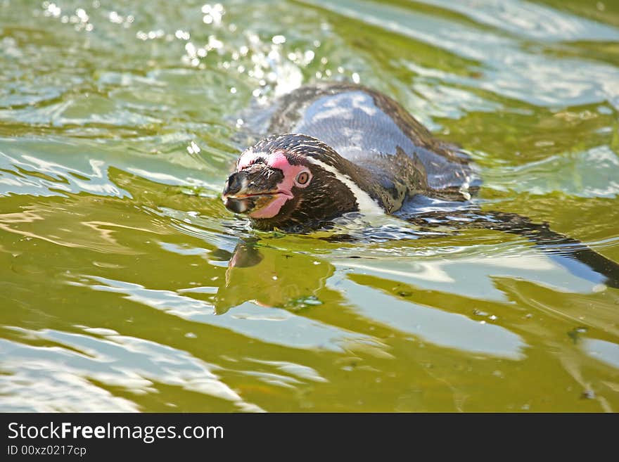 Photo of a swimming gentoo penguin