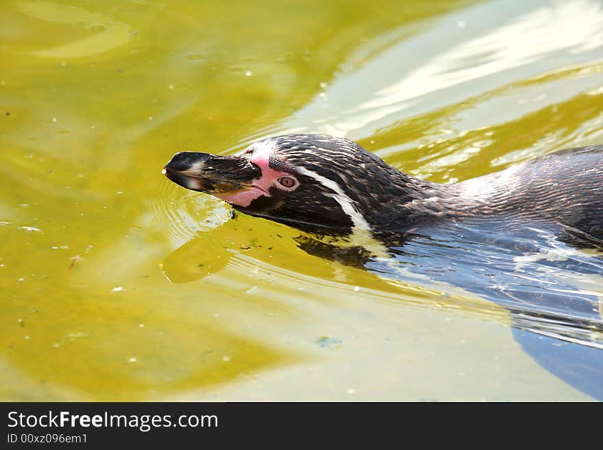 Photo of a swimming gentoo penguin